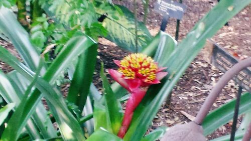 Close-up of pink flower blooming in park