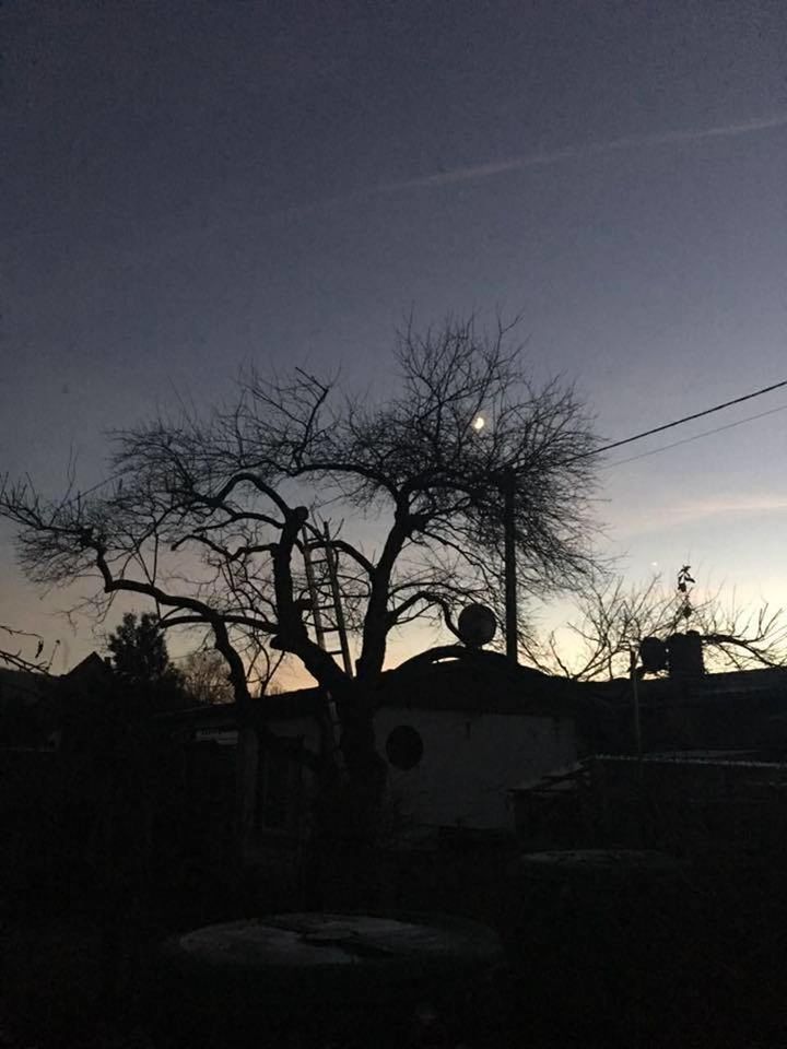 SILHOUETTE OF BARE TREE AT NIGHT