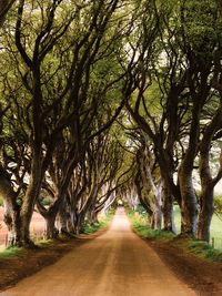 Empty road along trees on field