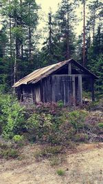 Old building in forest