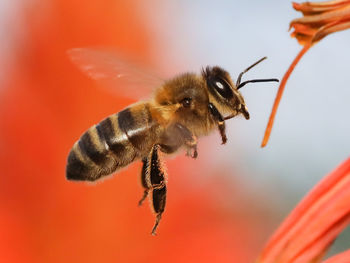 Close-up of bee pollinating on flower