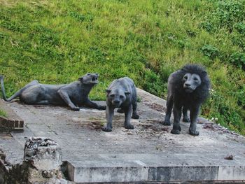 View of sheep on field