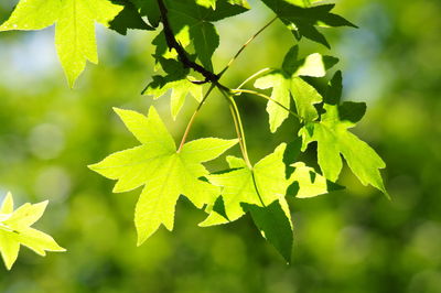 Close-up of leaves on plant