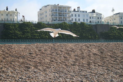 Seagull flying in a city