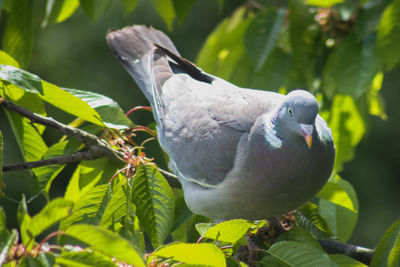 Close-up of bird perching on branch