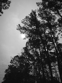 Low angle view of tree against sky