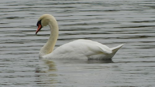 Swan swimming in lake