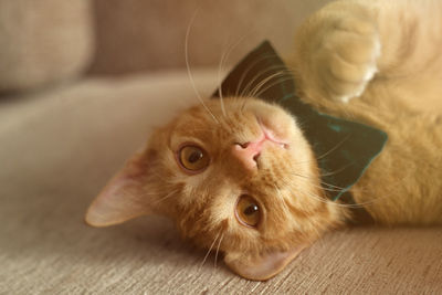 Cute ginger cat lying in bed under a blanket. fluffy pet.