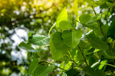 Close-up of fresh green leaves