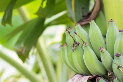 Close-up of banana tree