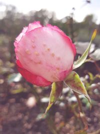 Close-up of fresh pink flower blooming outdoors