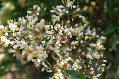 Close-up of white flowering plant