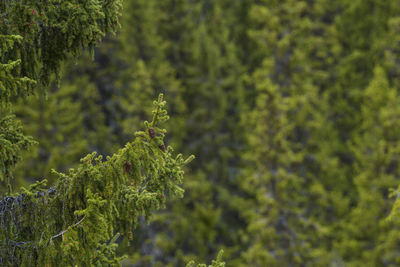 Close-up of fern against trees