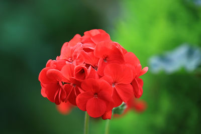 Close-up of red rose flower