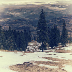 Scenic view of pine trees on snow covered land