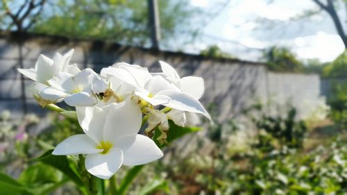 Close-up of white flowers blooming outdoors