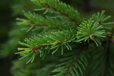 Green prickly branches of a fur-tree or pine. fluffy fir tree branch close up. background blur