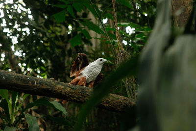 Bird perching on a branch