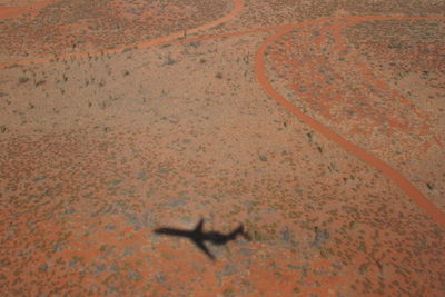 High angle view of lizard on sand