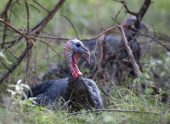 Close-up of a bird on field