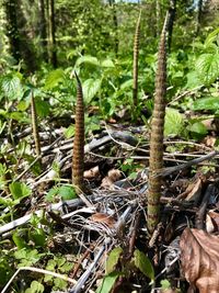 Close-up of plants in forest