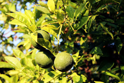 Close-up of fruit growing on tree