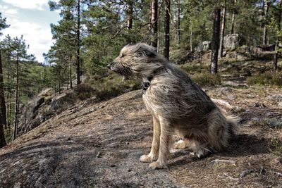 Walking with a dog on a windy day on the rocks of hawk lake