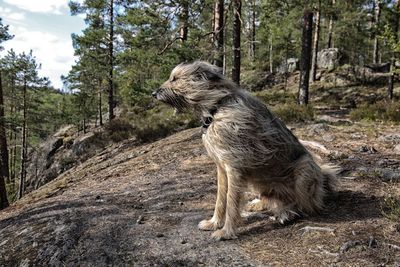 Full length of a dog looking away