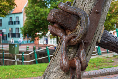 Close-up of rusty metal fence against trees