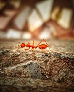 Close-up of ant on rock