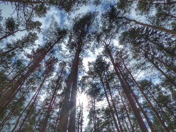 Low angle view of sunlight streaming through trees in forest