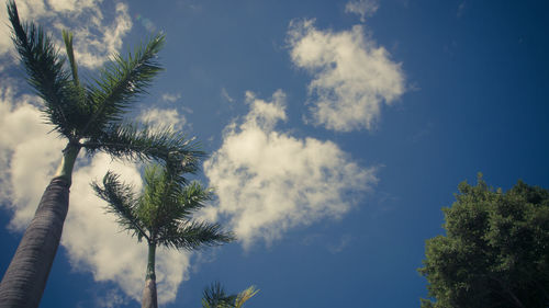 Low angle view of coconut palm tree against sky