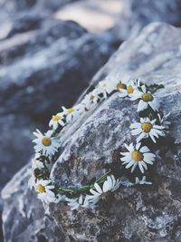 High angle view of white flowering plant on rock