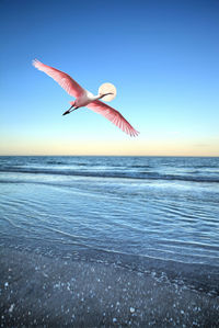 Roseate spoonbill platalea ajaja flies over the ocean at full moon off the coast of naples beach 