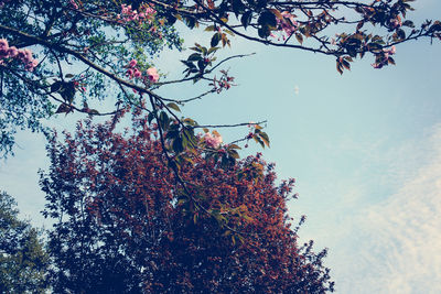 Low angle view of tree against sky