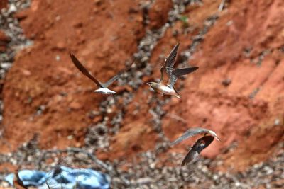 Birds flying against sand heap