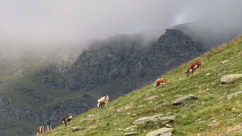 View of sheep grazing in mountains