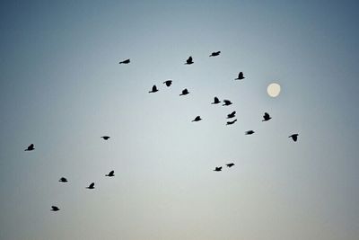 Low angle view of birds flying in sky