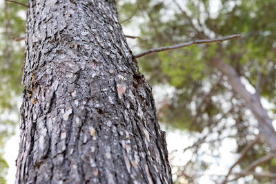 Low angle view of tree trunk in forest