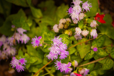 Close-up of pink flowers blooming outdoors