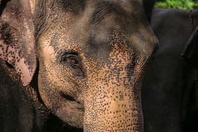 Close-up portrait of elephant