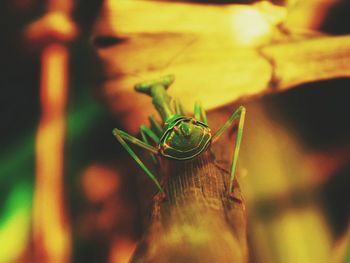 Close-up of grasshopper on wood