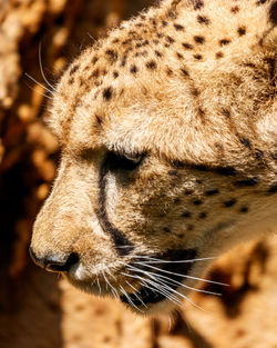 Close-up of cheetah