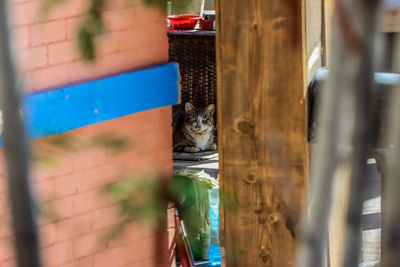 Cat looking through window