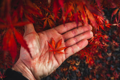 Close-up of hand holding maple leaves