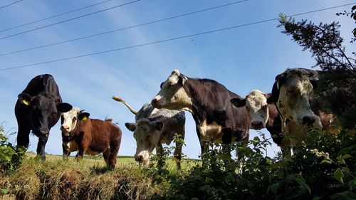 Low angle view of cows on field against sky
