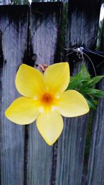 Close-up of yellow flowers blooming outdoors