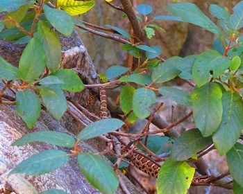 Close-up of fresh green plant