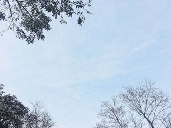 Low angle view of tree against sky