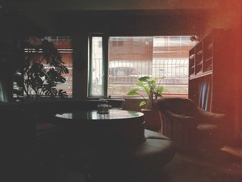 Potted plants on table at home